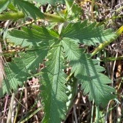 Potentilla recta at Jindabyne, NSW - 14 Dec 2023