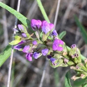 Cullen microcephalum at Jindabyne, NSW - 14 Dec 2023