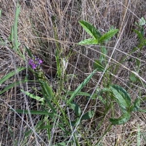 Cullen microcephalum at Jindabyne, NSW - 14 Dec 2023