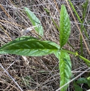 Cullen microcephalum at Jindabyne, NSW - 14 Dec 2023