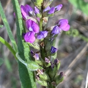 Cullen microcephalum at Jindabyne, NSW - 14 Dec 2023