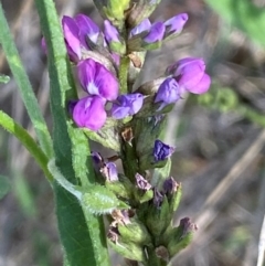 Cullen microcephalum at Jindabyne, NSW - 14 Dec 2023