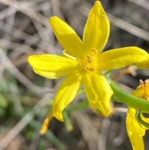 Bulbine glauca at Jindabyne, NSW - 14 Dec 2023 05:17 PM