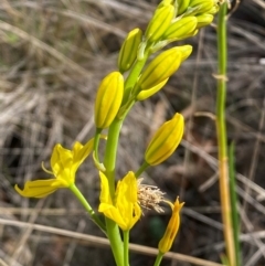 Bulbine glauca at Jindabyne, NSW - 14 Dec 2023 05:17 PM