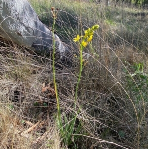 Bulbine glauca at Jindabyne, NSW - 14 Dec 2023 05:17 PM