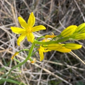 Bulbine glauca at Jindabyne, NSW - 14 Dec 2023