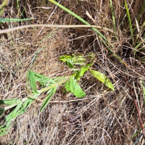 Centaurium sp. at Justice Robert Hope Reserve (JRH) - 16 Dec 2023 09:50 AM