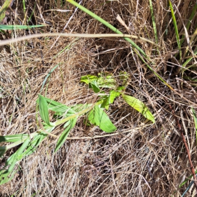 Centaurium sp. (Centaury) at Watson Woodlands - 15 Dec 2023 by abread111