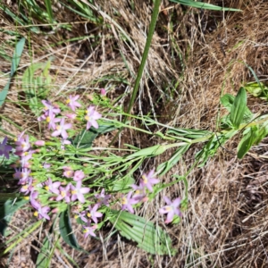 Centaurium sp. at Undefined Area - 16 Dec 2023 09:50 AM