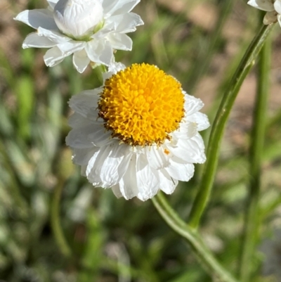 Ammobium alatum (Winged Everlasting) at Jindabyne, NSW - 14 Dec 2023 by SteveBorkowskis