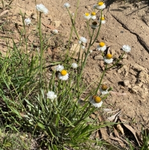 Ammobium alatum at Jindabyne, NSW - 14 Dec 2023