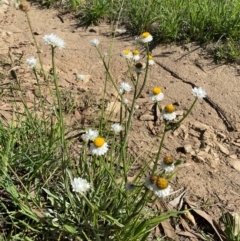 Ammobium alatum at Jindabyne, NSW - 14 Dec 2023