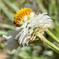 Ammobium alatum at Jindabyne, NSW - 14 Dec 2023