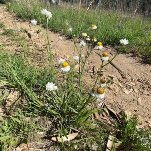 Ammobium alatum at Jindabyne, NSW - 14 Dec 2023