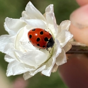 Coccinella undecimpunctata at Jindabyne, NSW - 14 Dec 2023 05:01 PM