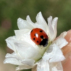 Coccinella undecimpunctata at Jindabyne, NSW - 14 Dec 2023