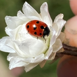 Coccinella undecimpunctata at Jindabyne, NSW - 14 Dec 2023