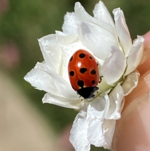 Coccinella undecimpunctata at Jindabyne, NSW - 14 Dec 2023 05:01 PM