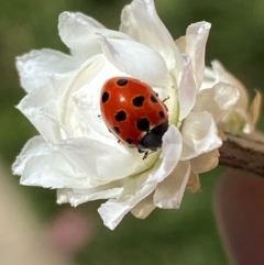 Coccinella undecimpunctata at Jindabyne, NSW - 14 Dec 2023 05:01 PM