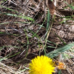 Apis mellifera at Justice Robert Hope Reserve (JRH) - 16 Dec 2023