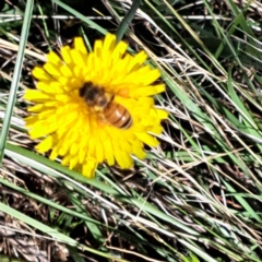 Apis mellifera at Justice Robert Hope Reserve (JRH) - 16 Dec 2023