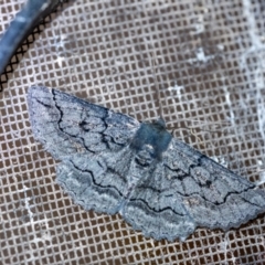 Melanodes anthracitaria (Black Geometrid) at Wingecarribee Local Government Area - 13 Dec 2023 by Aussiegall