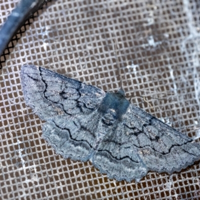 Melanodes anthracitaria (Black Geometrid) at Wingecarribee Local Government Area - 13 Dec 2023 by Aussiegall