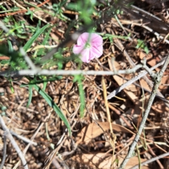 Convolvulus angustissimus subsp. angustissimus (Australian Bindweed) at Watson, ACT - 15 Dec 2023 by abread111