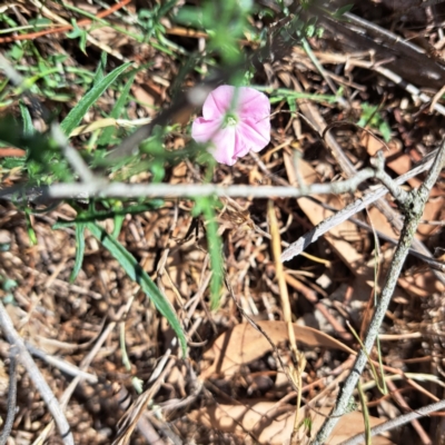 Convolvulus angustissimus subsp. angustissimus (Australian Bindweed) at Justice Robert Hope Reserve (JRH) - 16 Dec 2023 by abread111