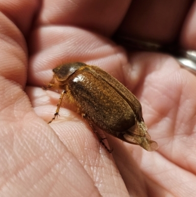 Antitrogus morbillosus (Tableland pasture scarab) at Captains Flat, NSW - 16 Dec 2023 by Csteele4