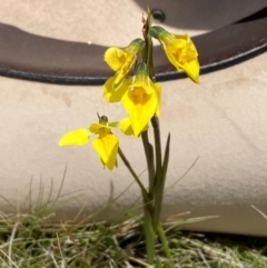 Diuris monticola (Highland Golden Moths) at Cabramurra, NSW - 14 Dec 2023 by SteveBorkowskis