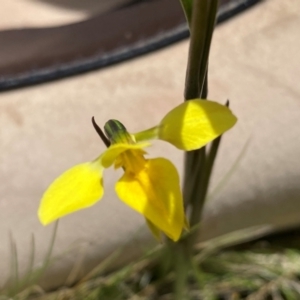 Diuris monticola at Kosciuszko National Park - 14 Dec 2023