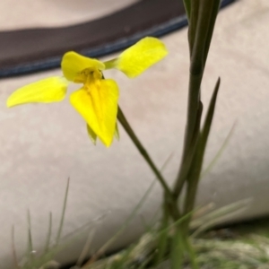 Diuris monticola at Kosciuszko National Park - 14 Dec 2023