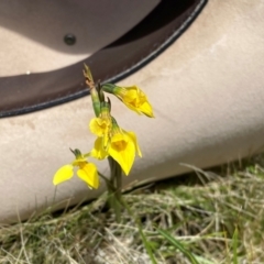 Diuris monticola at Kosciuszko National Park - 14 Dec 2023