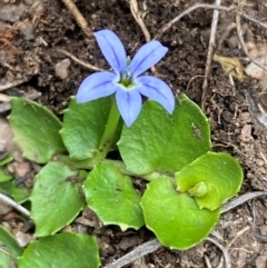 Lobelia pedunculata (Matted Pratia) at Cabramurra, NSW - 14 Dec 2023 by SteveBorkowskis