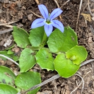 Lobelia pedunculata at Kosciuszko National Park - suppressed