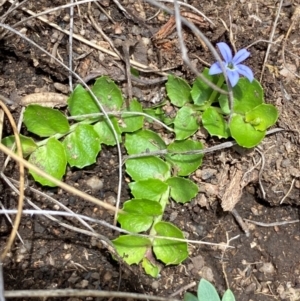 Lobelia pedunculata at Kosciuszko National Park - suppressed