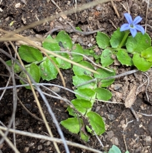 Lobelia pedunculata at Kosciuszko National Park - suppressed