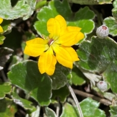 Goodenia hederacea subsp. alpestris at Cabramurra, NSW - 14 Dec 2023 by SteveBorkowskis