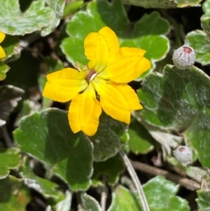 Goodenia hederacea subsp. alpestris at Kosciuszko National Park - 14 Dec 2023