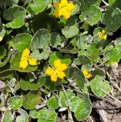 Goodenia hederacea subsp. alpestris at Kosciuszko National Park - 14 Dec 2023