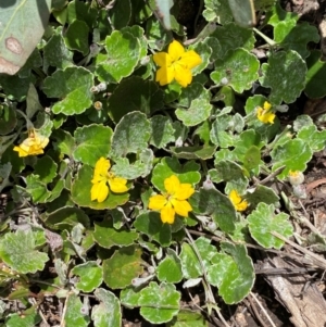 Goodenia hederacea subsp. alpestris at Kosciuszko National Park - 14 Dec 2023