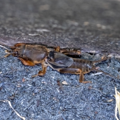 Gryllotalpa sp. (genus) (Mole Cricket) at Wingecarribee Local Government Area - 13 Dec 2023 by Aussiegall