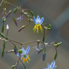 Dianella longifolia (Pale Flax Lily) at Higgins, ACT - 16 Dec 2023 by Untidy