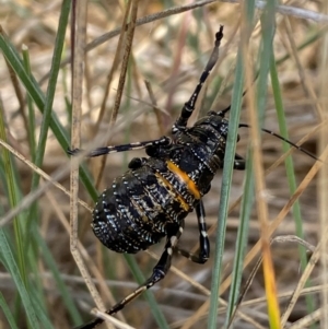 Acripeza reticulata at Kosciuszko National Park - suppressed