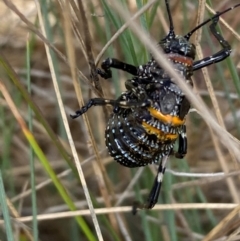 Acripeza reticulata at Kosciuszko National Park - 14 Dec 2023