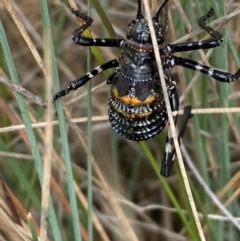 Acripeza reticulata at Kosciuszko National Park - 14 Dec 2023