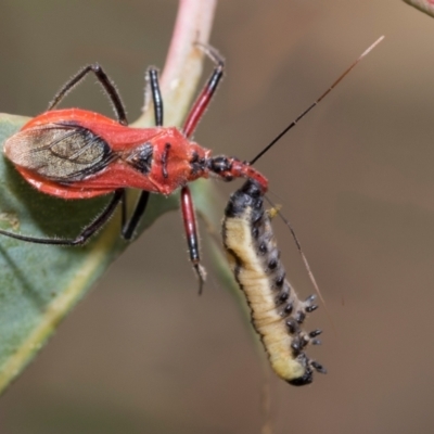 Gminatus australis (Orange assassin bug) at Kuringa Woodlands - 14 Feb 2023 by AlisonMilton