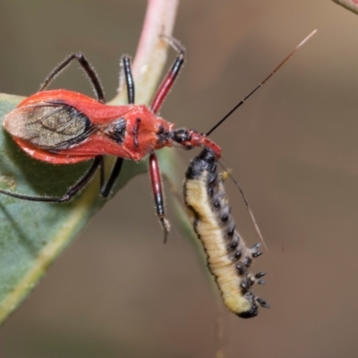 Gminatus australis (Orange assassin bug) at Fraser, ACT - 14 Feb 2023 by AlisonMilton