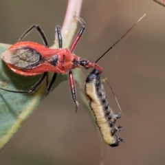 Gminatus australis (Orange assassin bug) at Fraser, ACT - 14 Feb 2023 by AlisonMilton